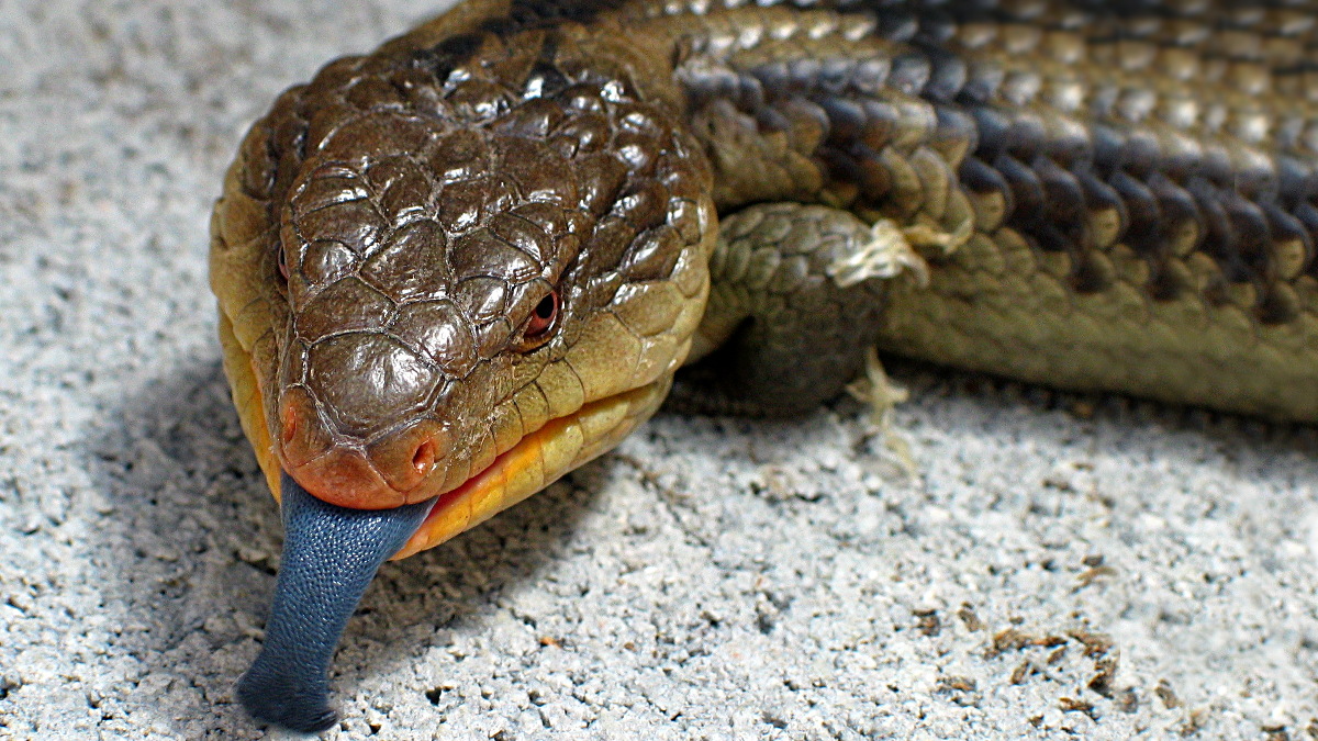 Bluetongue.jpg