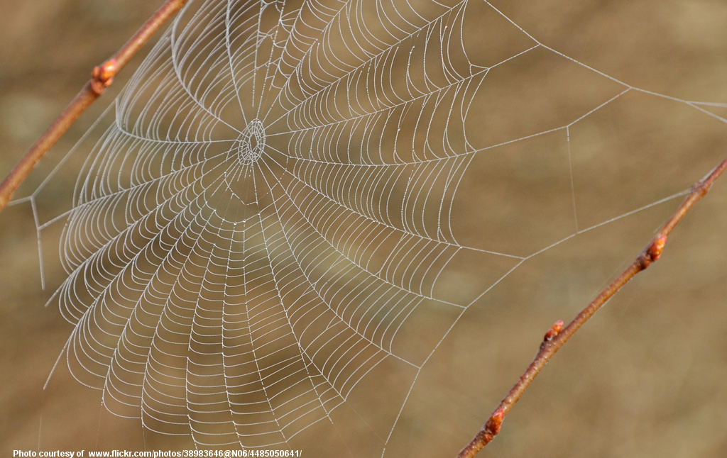 SpiderWeb-001-032418.jpg