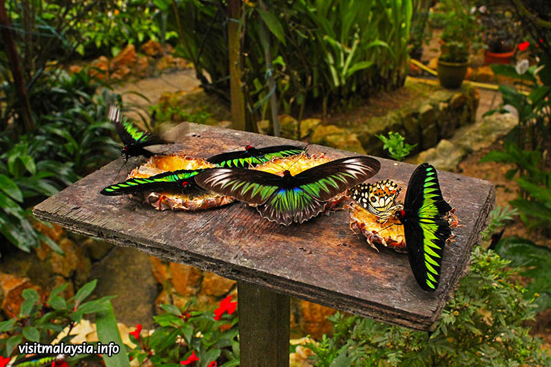 butterfly-garden (1).jpg