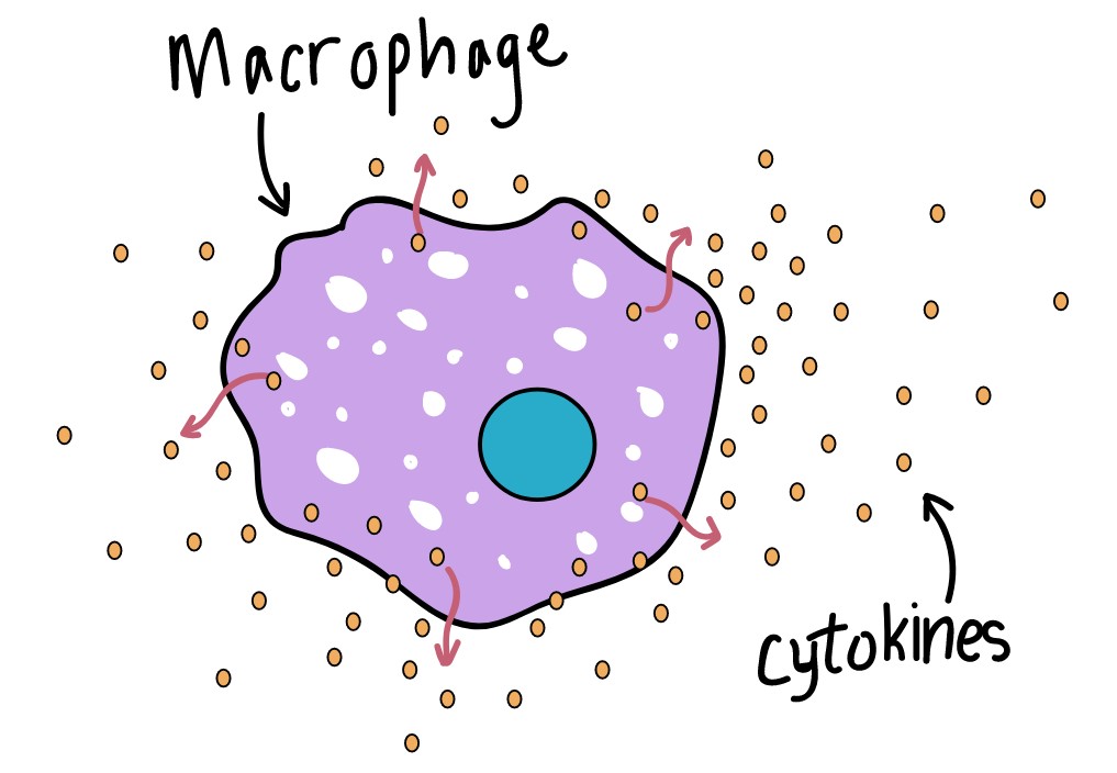 macrophage.jpg