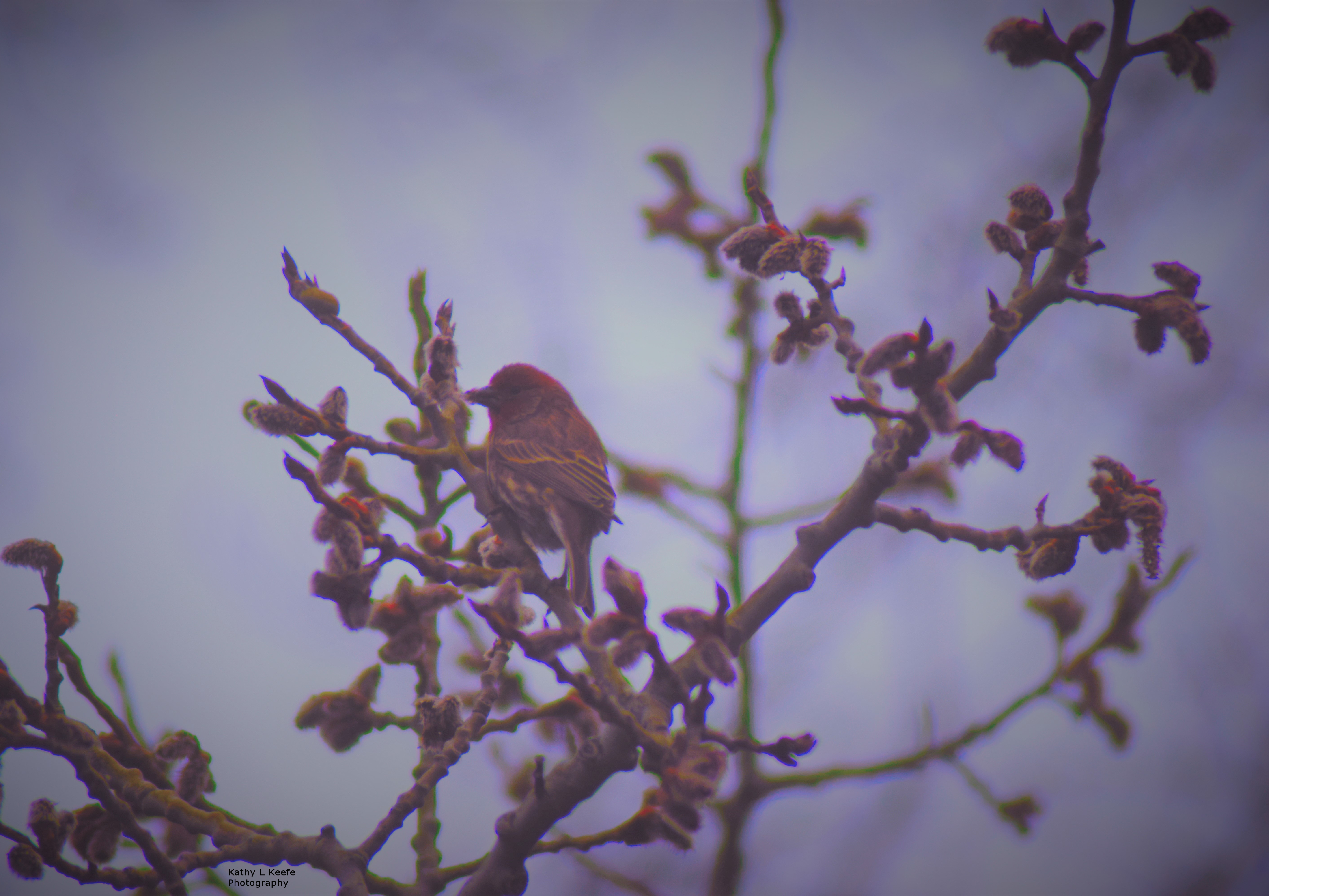 budbird.jpg