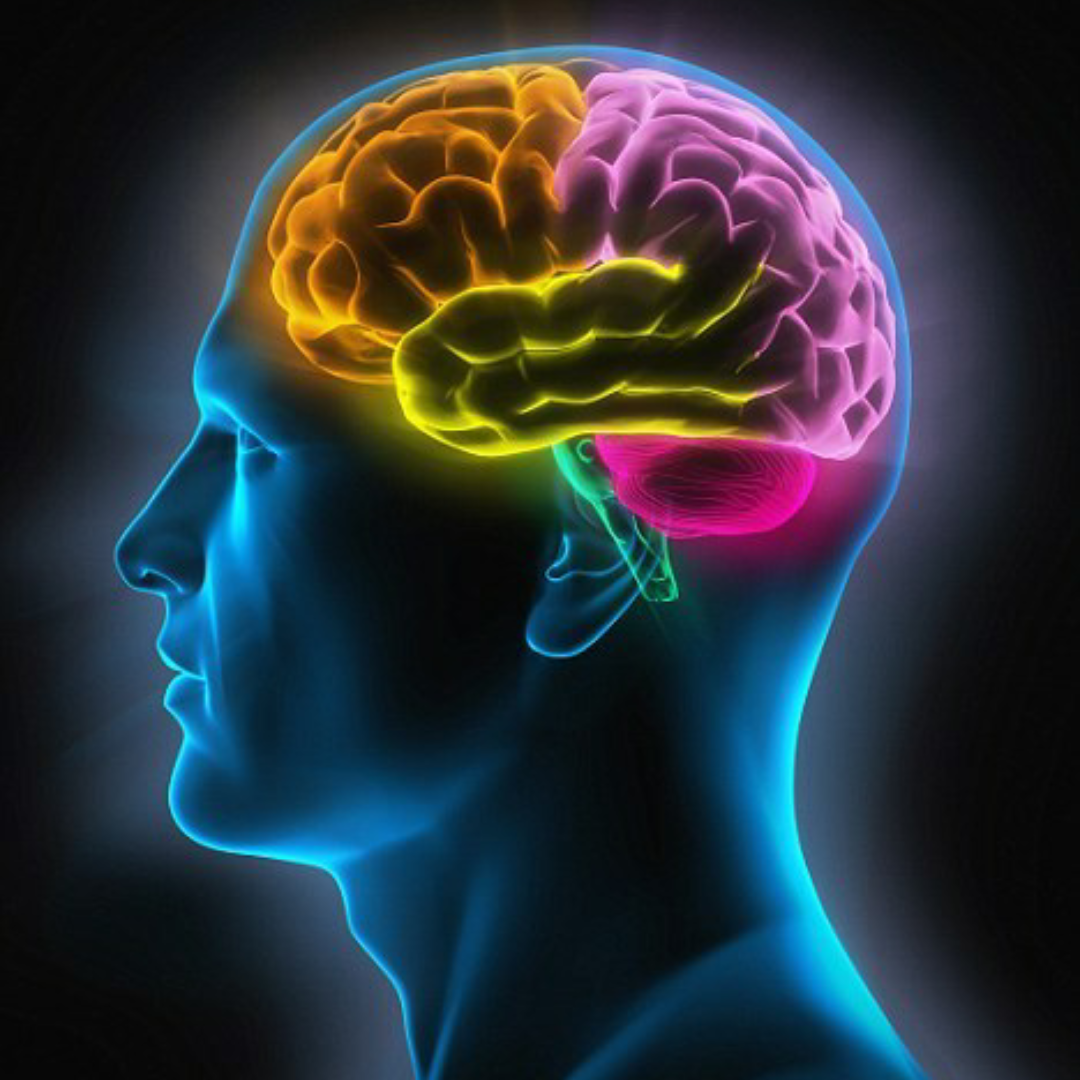 Нервная система человека память. Память человека. Мозг память. Способности человеческого мозга.