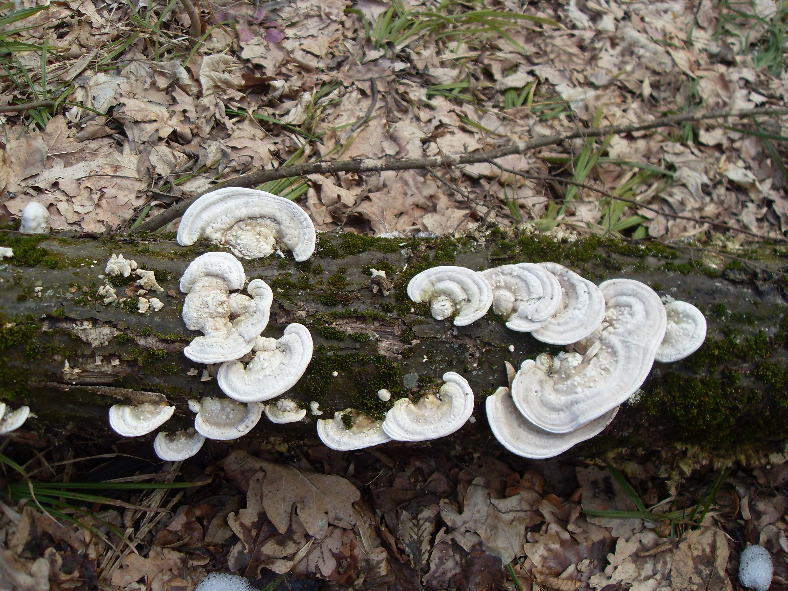 SDC12849.JPG