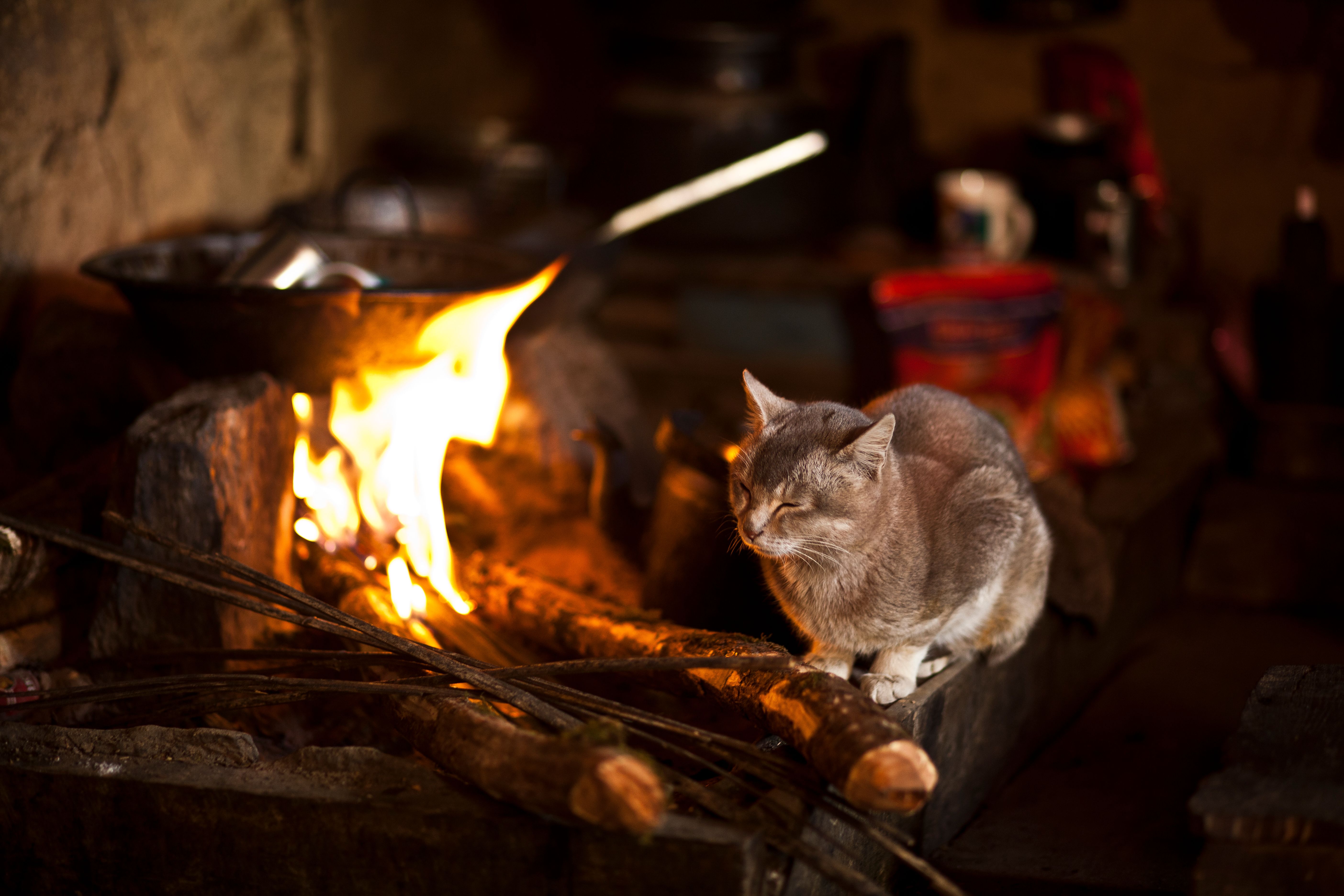 IMG_6094 a cat finds herself warm next to a fire place in salpa pass.jpg