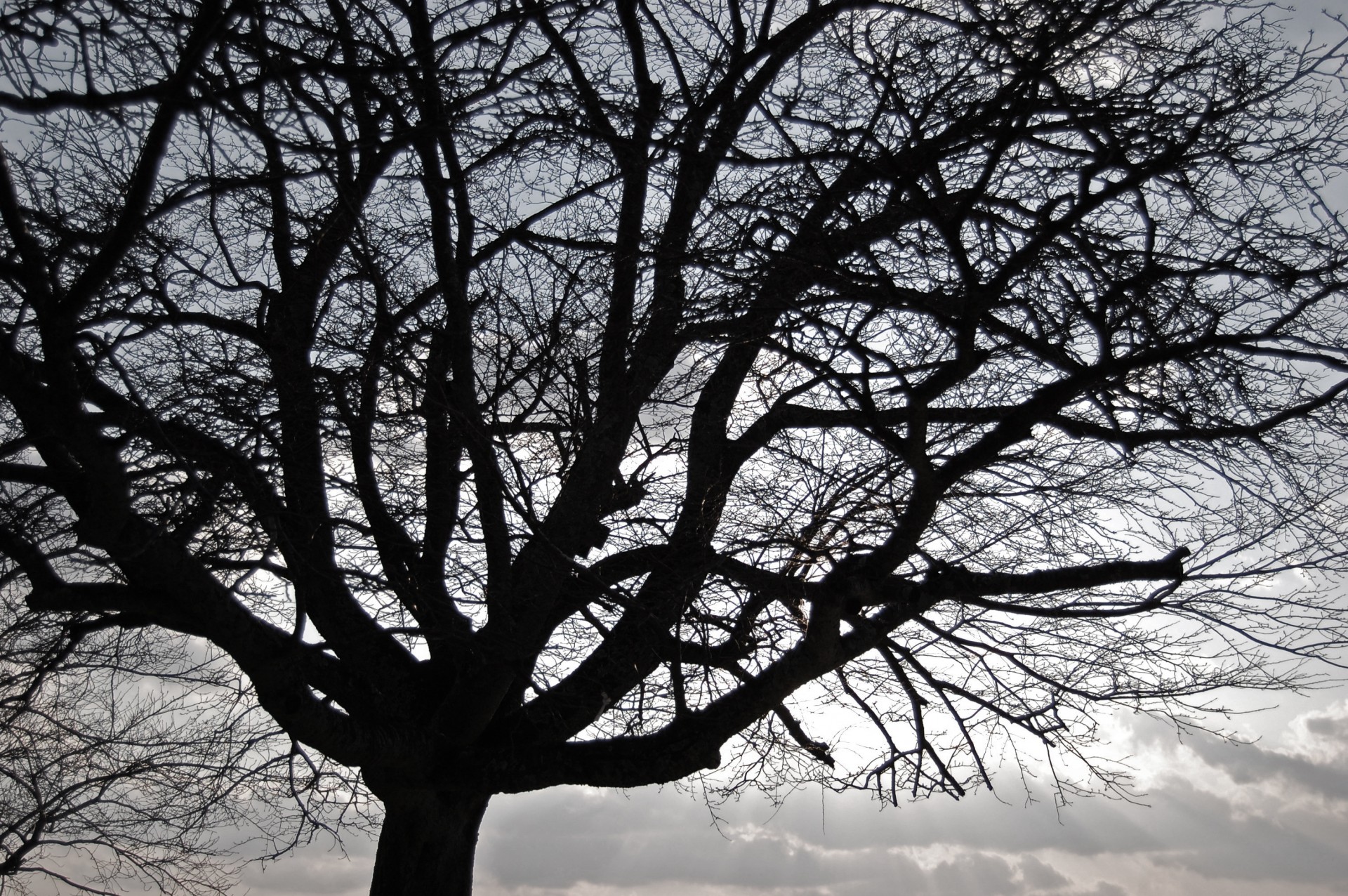 tree-silhouette-1365909120rns.jpg