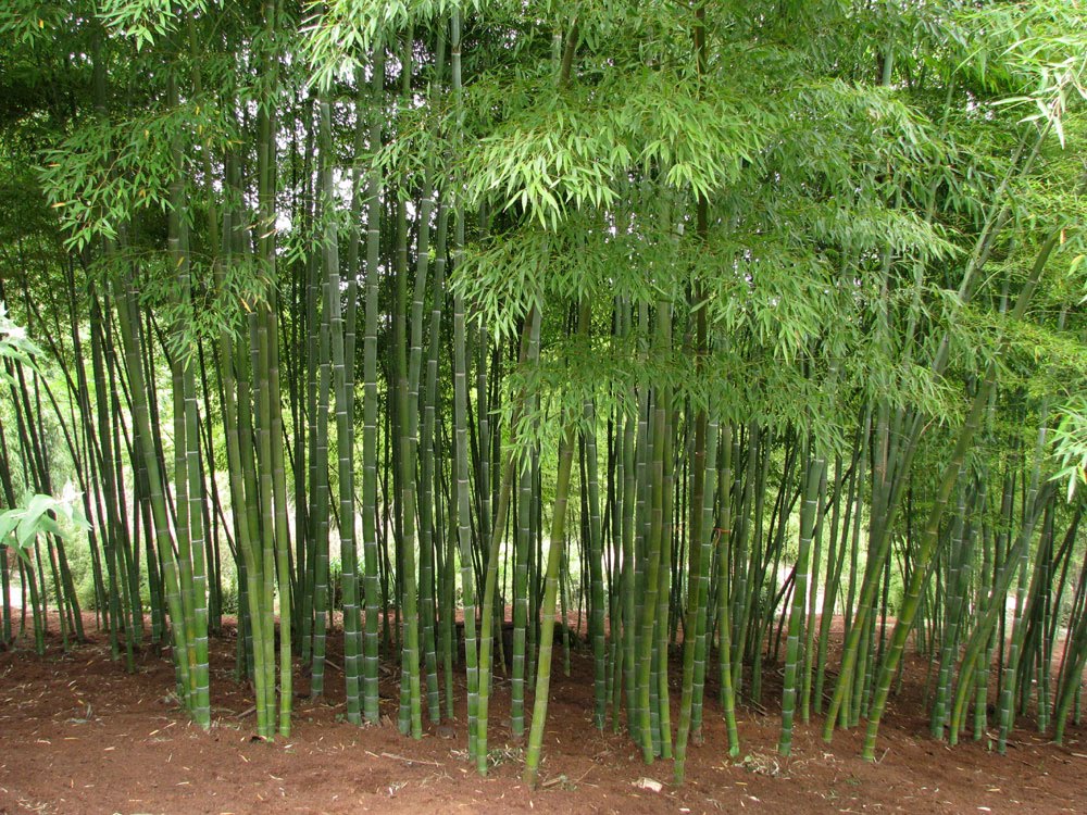 Bamboo.jpg