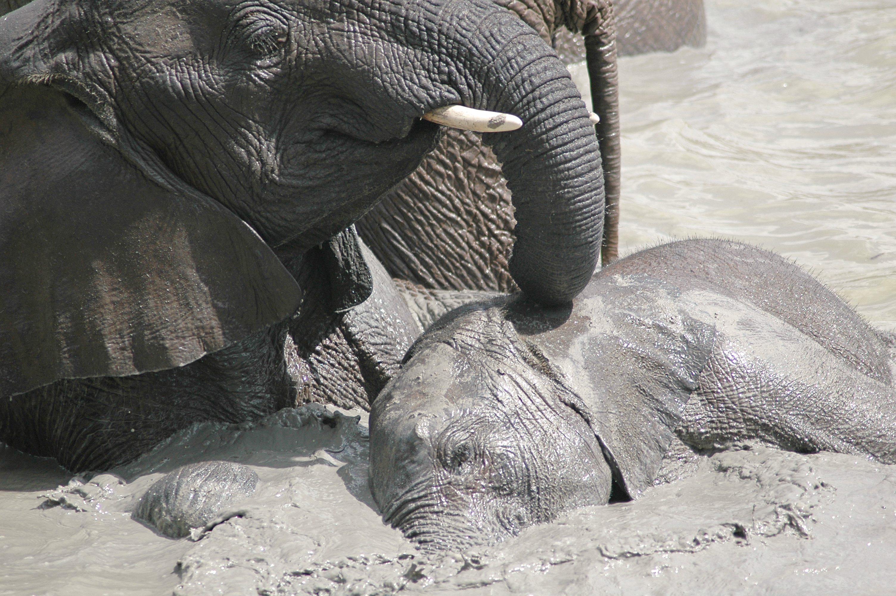 elephants-in-mud2.jpg