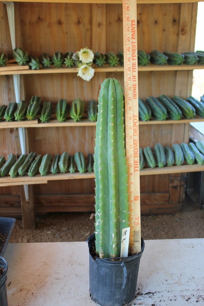 cactus-san-pedro-cactus-rooted-potted-1.jpg