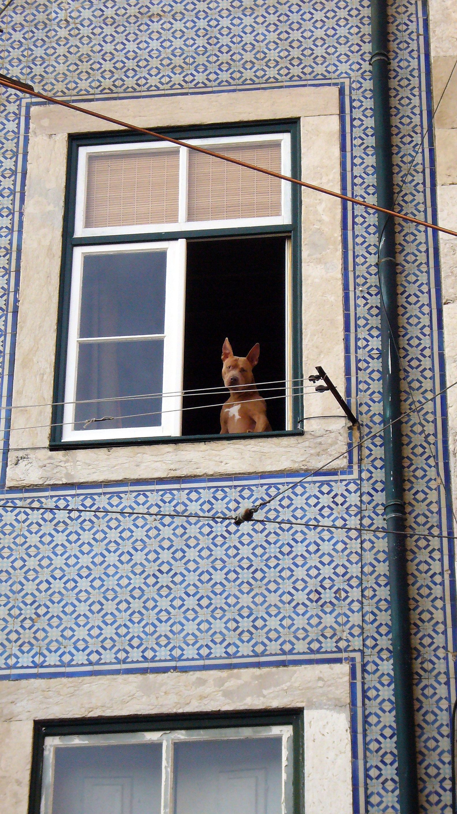 FADO DOG LISBON PORTUGAL.jpg