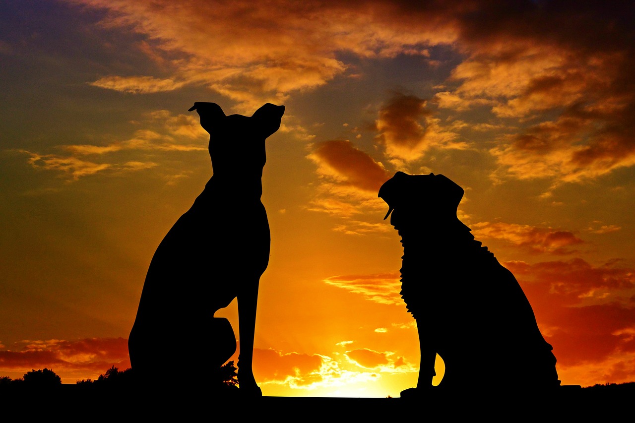 dogs-2222801_1280.jpg