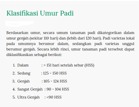 umur padi.jpg