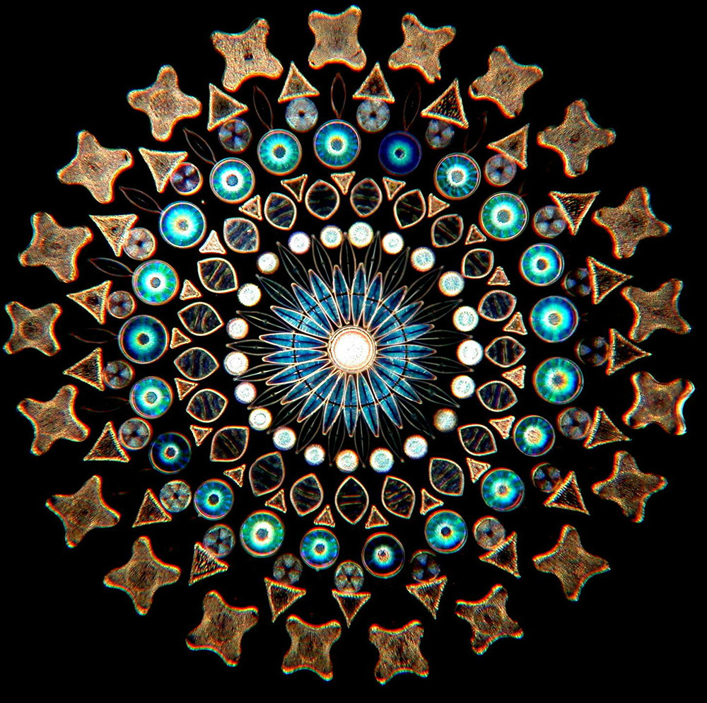 diatom-5.jpg