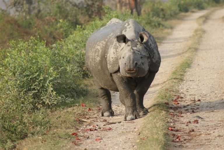 Kaziranga-7133_0.JPG.jpg