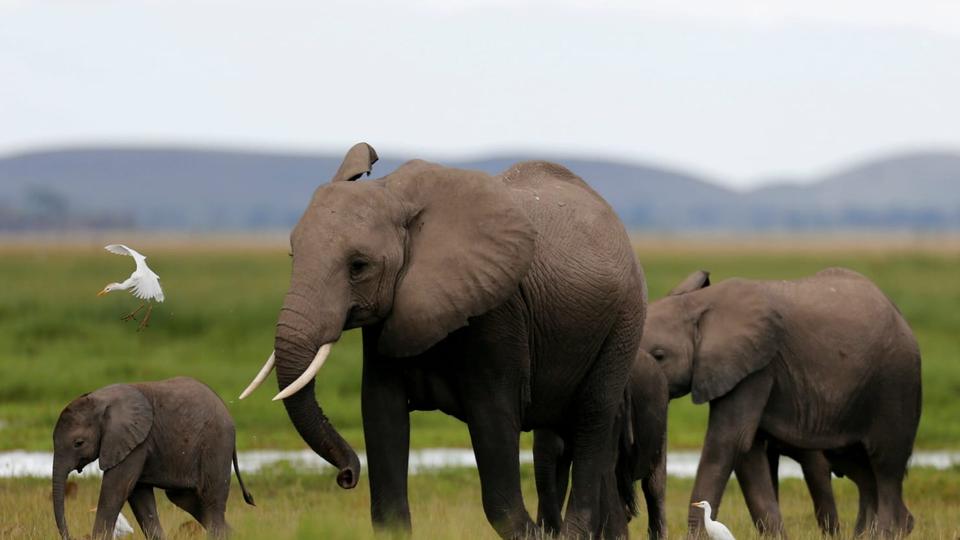 22622_African-elephants-_1510910699423.jpeg