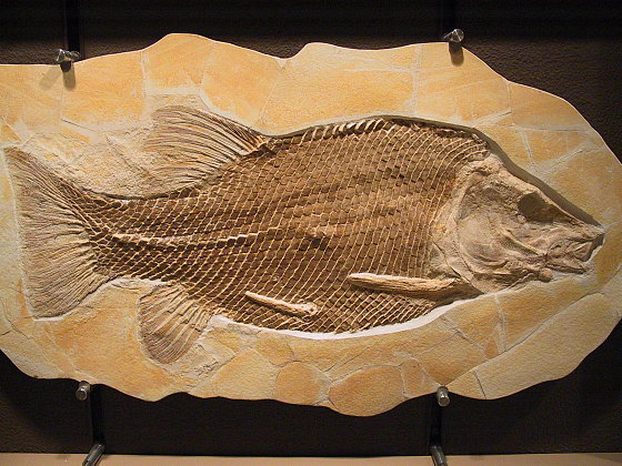 109976_schmelzschuppenfisch.jpg