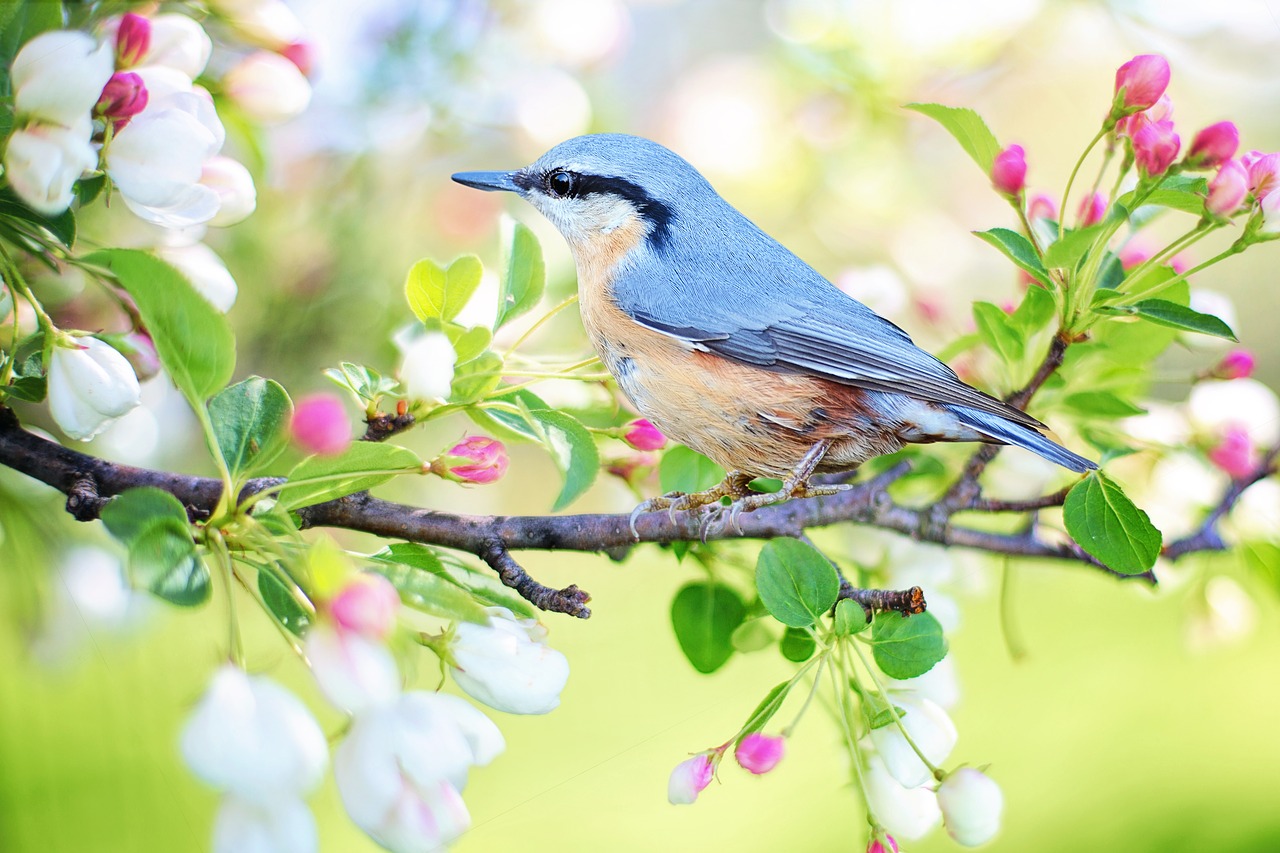 spring-bird-2295431_1280[1].jpg
