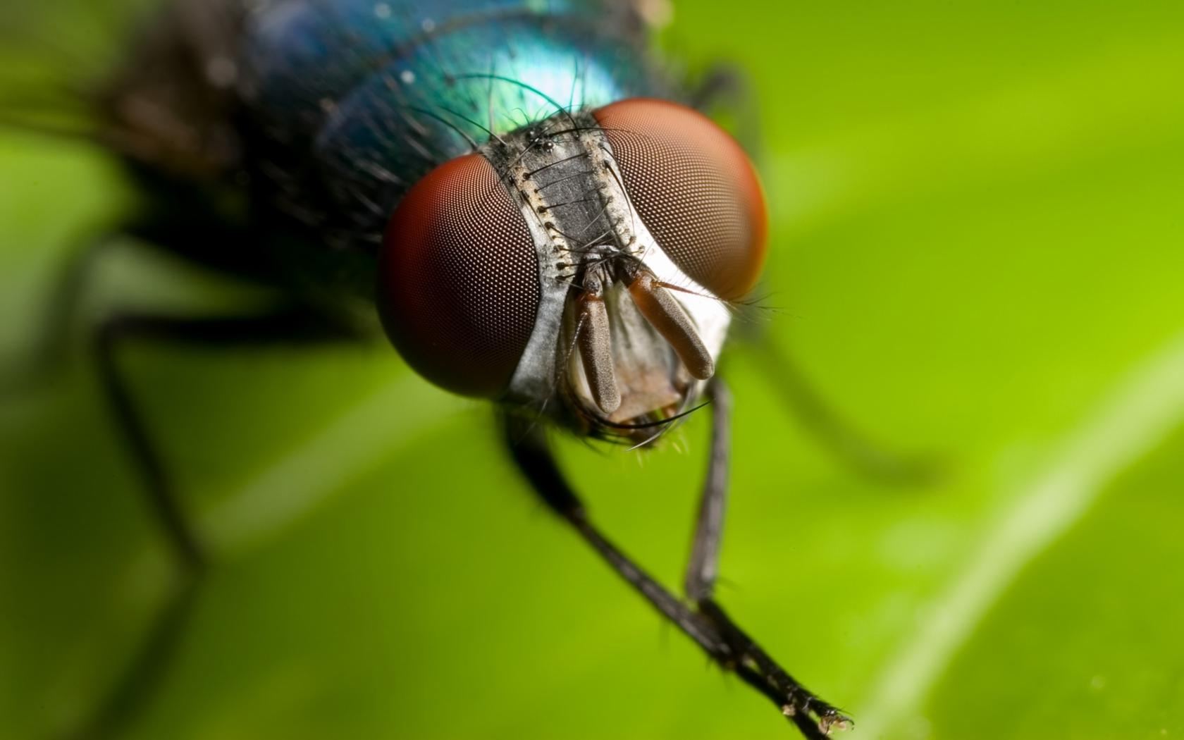 Macro Closeup Fly Photography.jpg