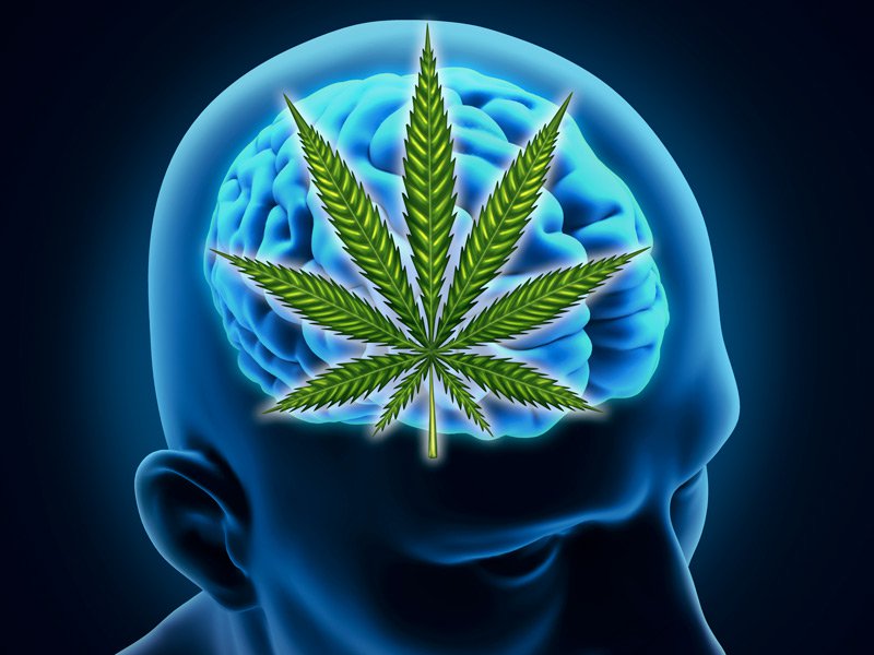 dt_150608_brain_marijuana_cannabis_800x600jpg.jpg