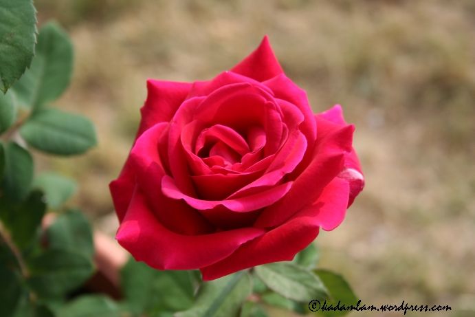 img_3208rose.jpg