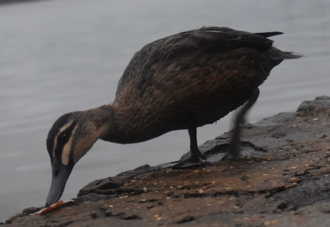 DSC_0047.jpg