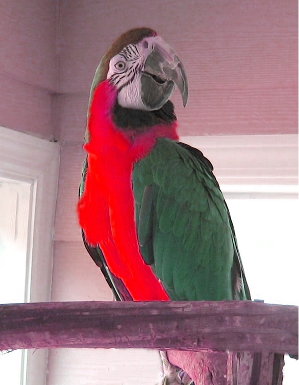 paco in red.jpg