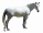 Horse White 30HR.jpg
