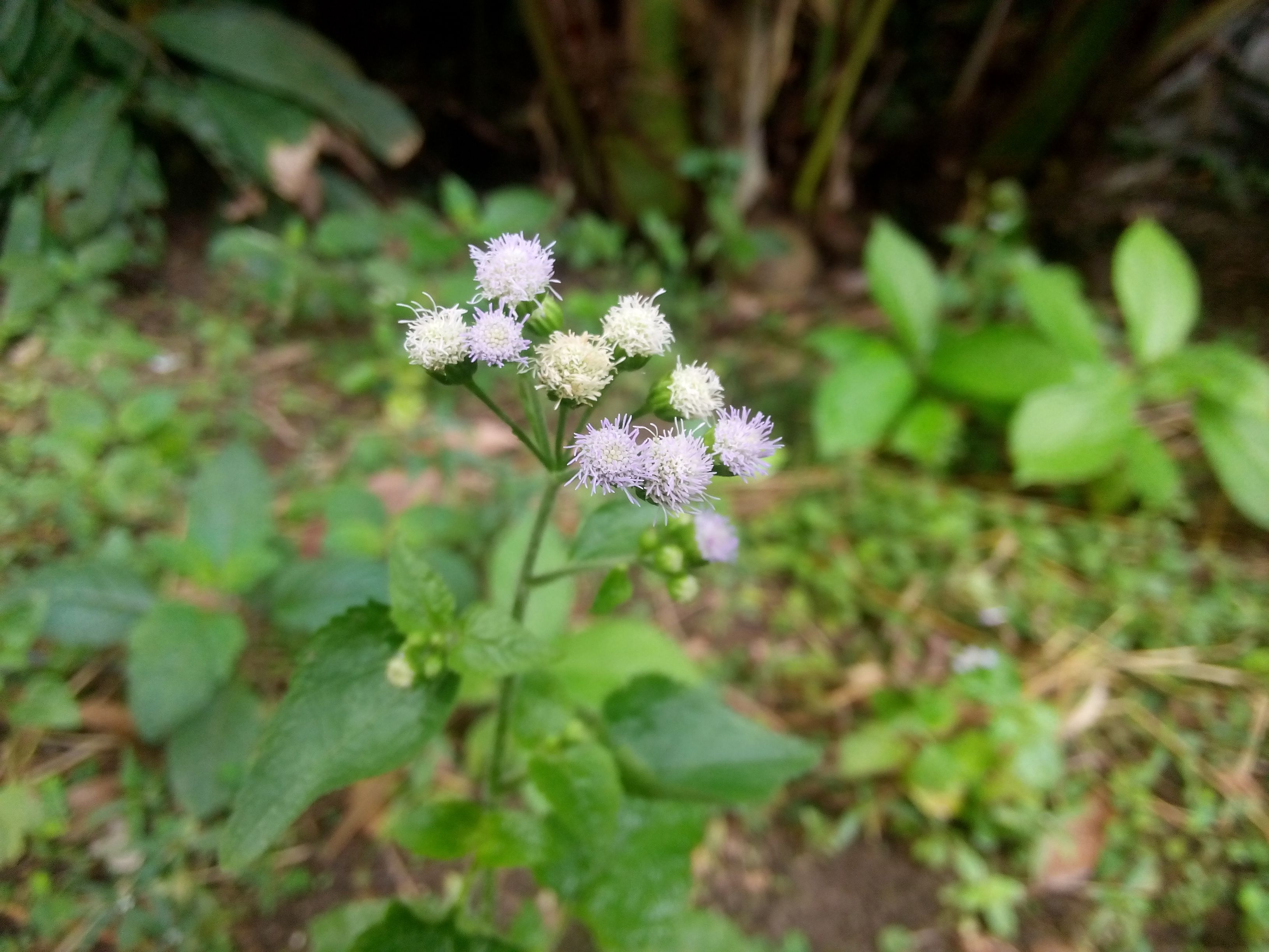 IMG20170915155202.jpg