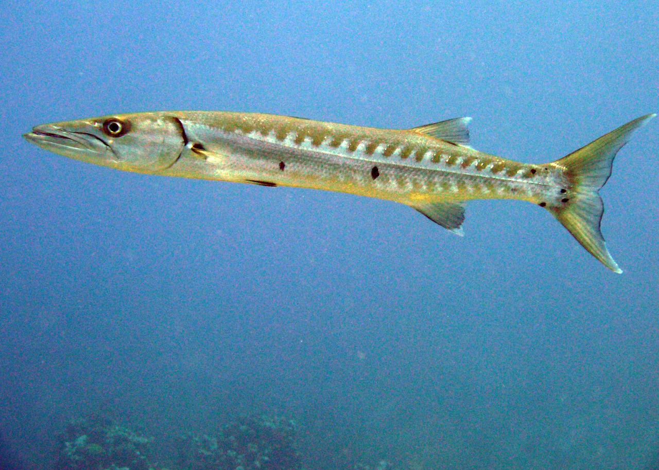 barracuda-329561_1280.jpg