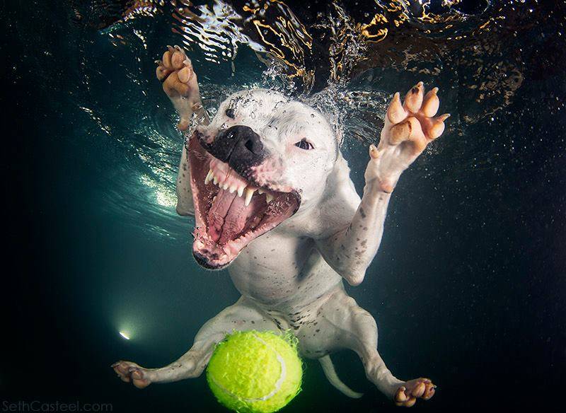 underwater-dogs-1.jpg