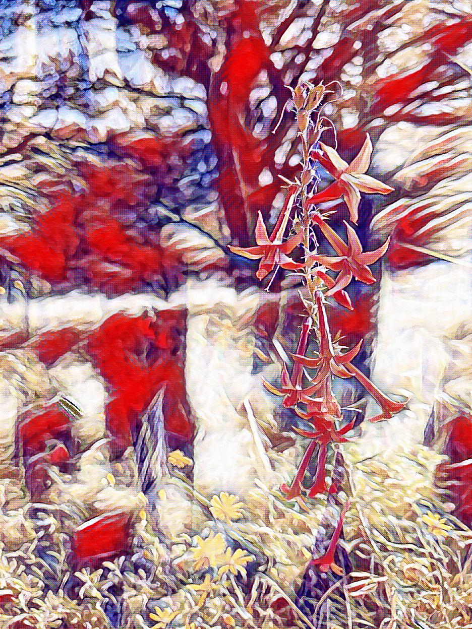 red flower with filter.jpg