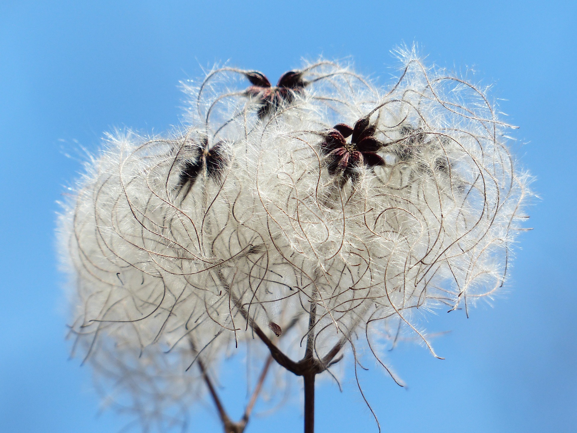 clematis-vitalba-99887_1920.jpg