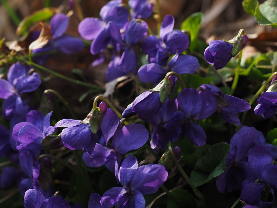 scented-violets-1077127_960_720.jpg