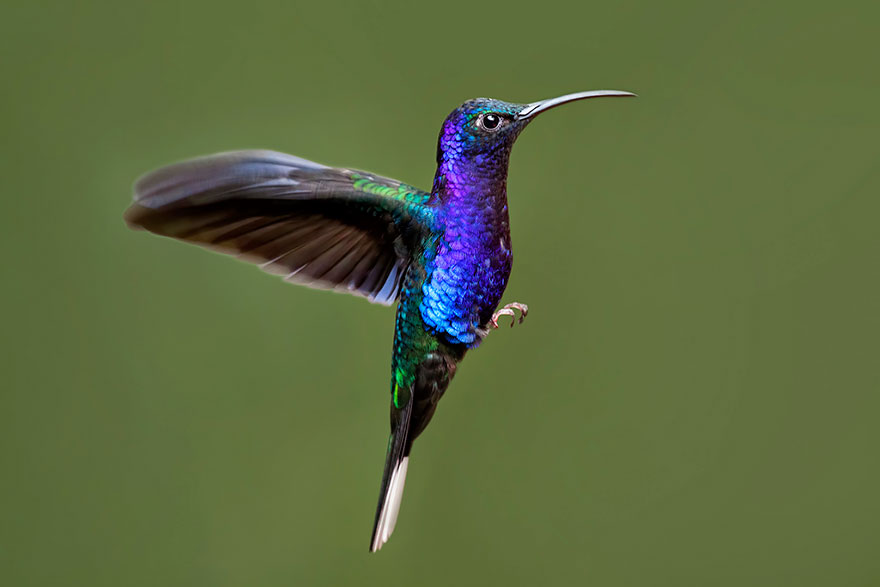 cute-beautiful-hummingbird-photography-9.jpg