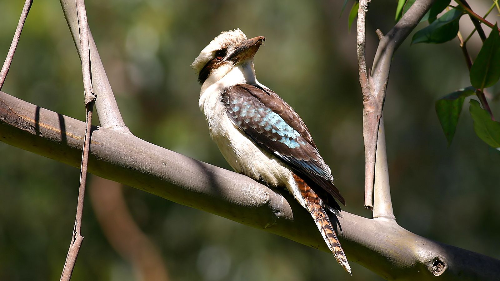 Kookaburra-2.jpg