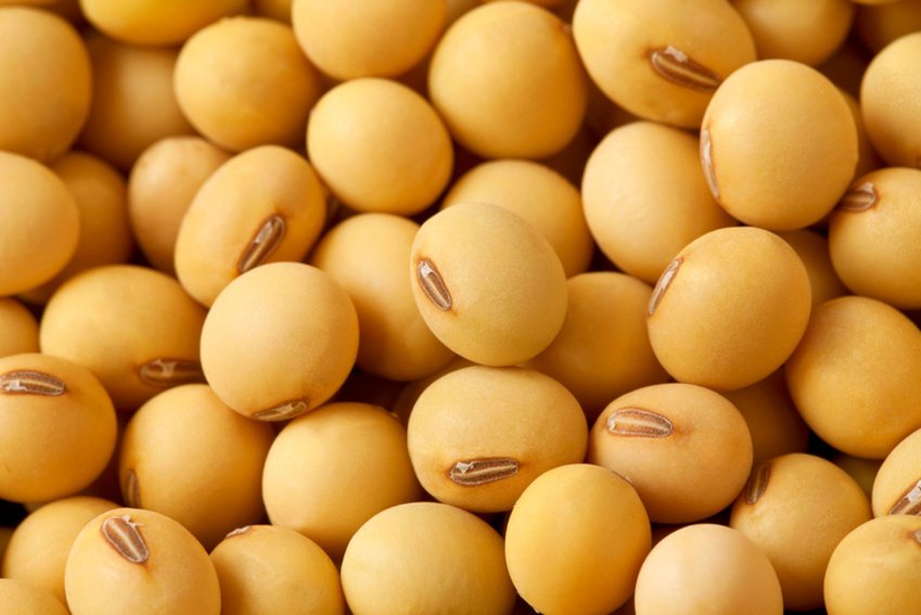 soybean-seeds-crop-850x567-413f5.jpg