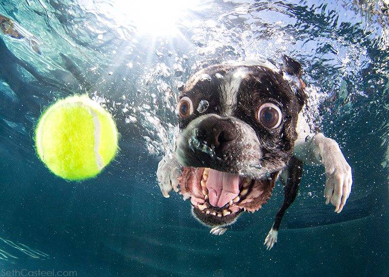 underwater-dogs-5.jpg