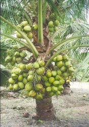coconut-tree-250x250.jpg