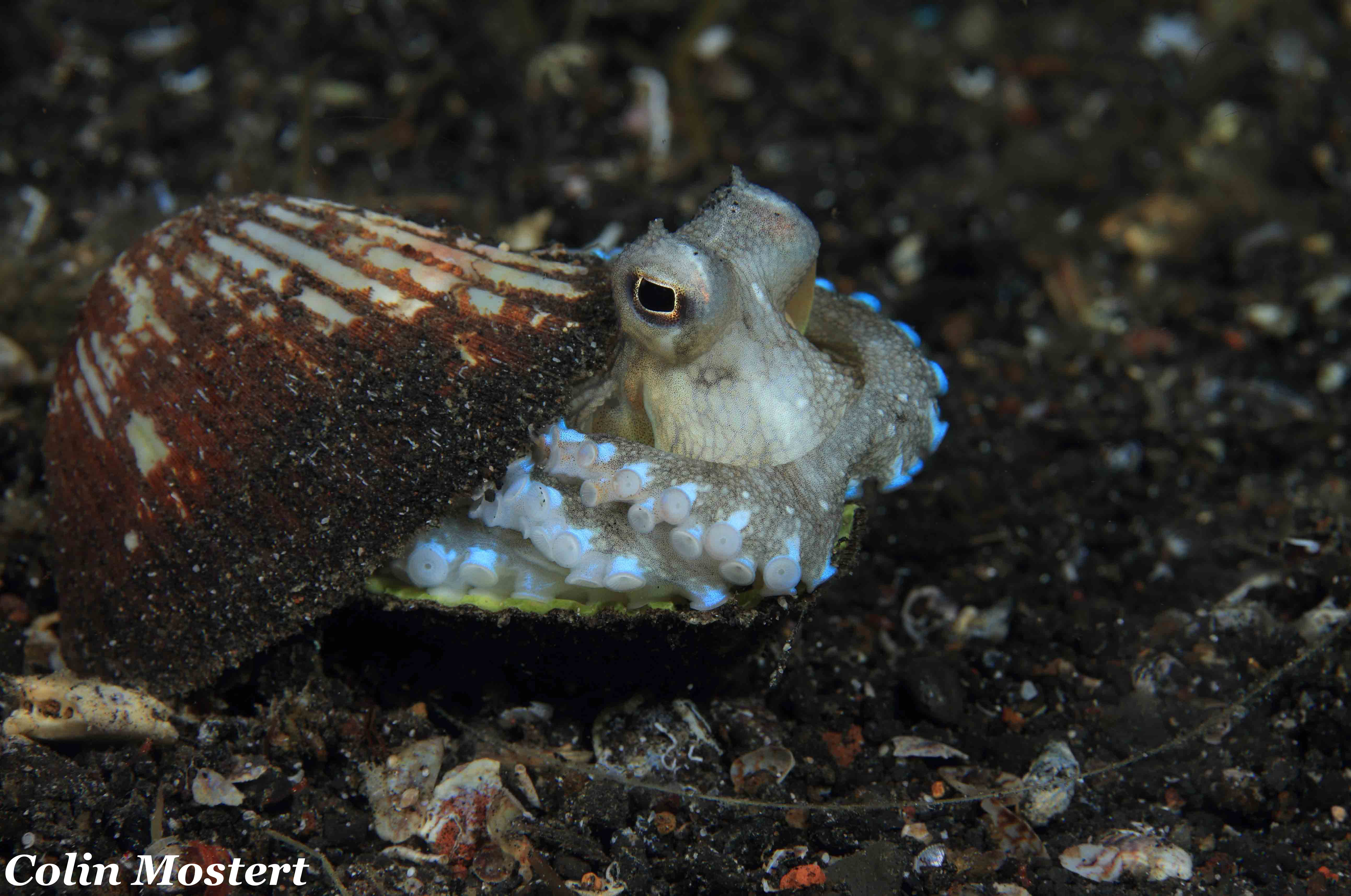 coconut octopus a1 small.jpg