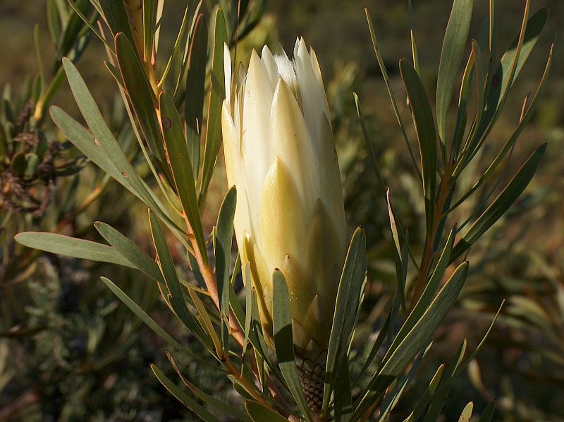 fernkloof-nature-reserve-17.jpg