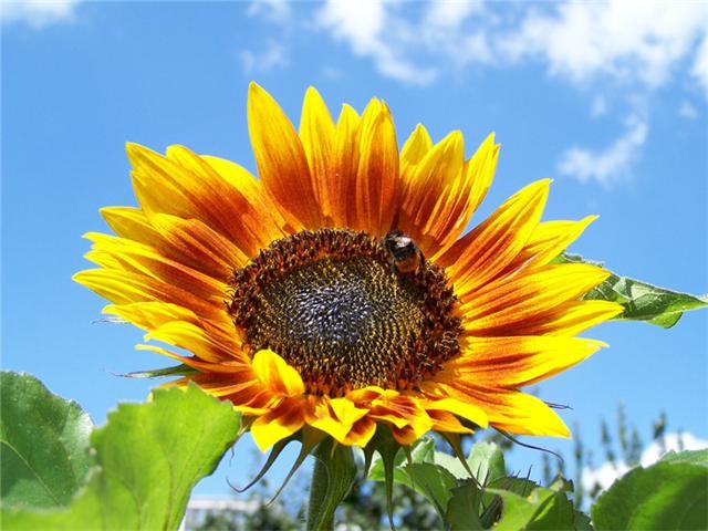 naturaleza-bella-girasol.jpg