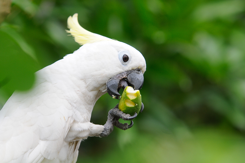 Gambar Burung Kakatua 