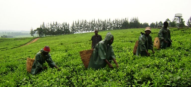 Kigezi-not-suitable-for-tea-growing.jpg