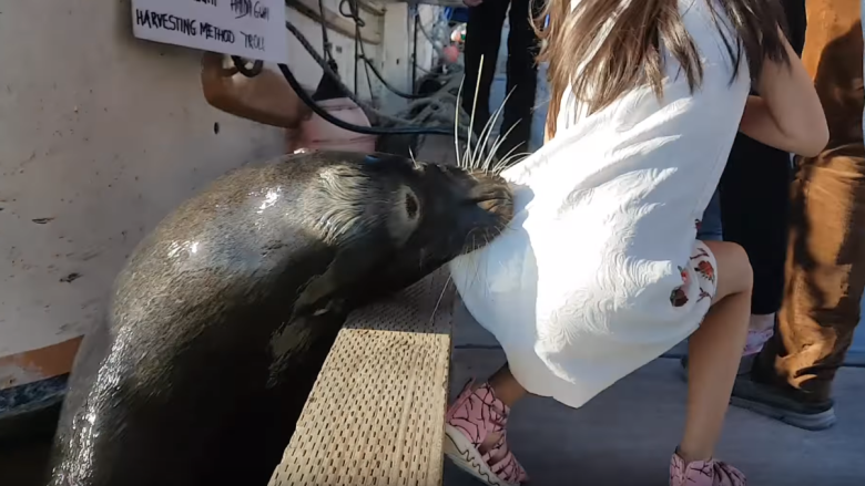 sea-lion-grabs-girl-steveston.png