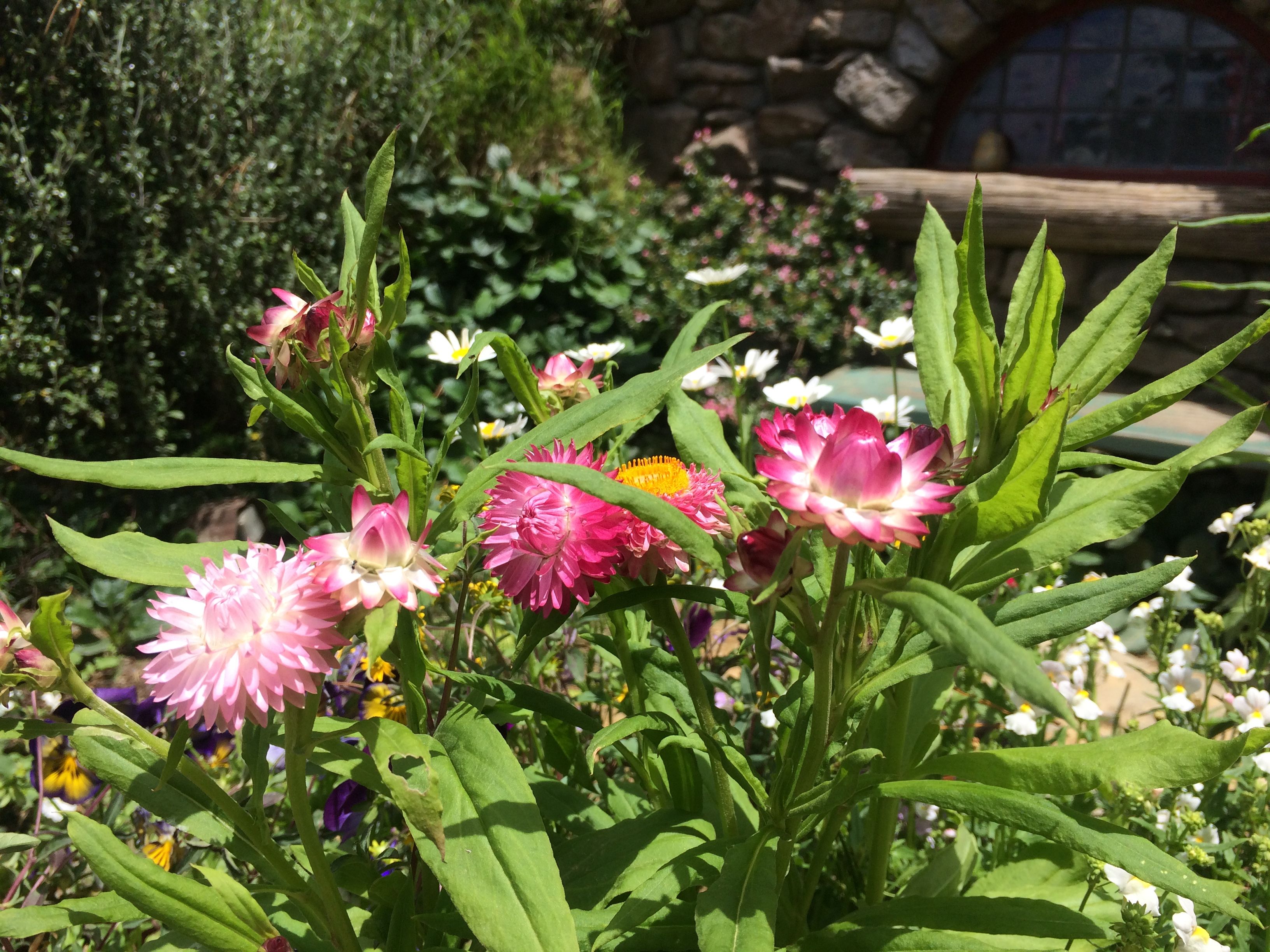 Flowerfriday From Hobbiton New Zealand Steemit