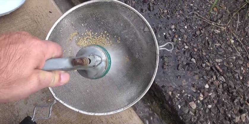 tomato seeds fermenting7.png