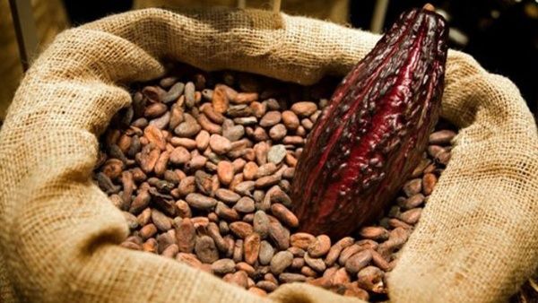 cacao.jpg_1718483347.jpg