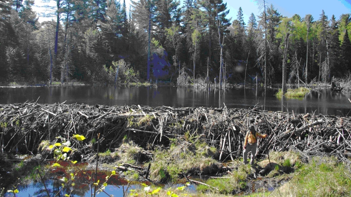 beaver-dam-in-northwestern-ontario.jpg