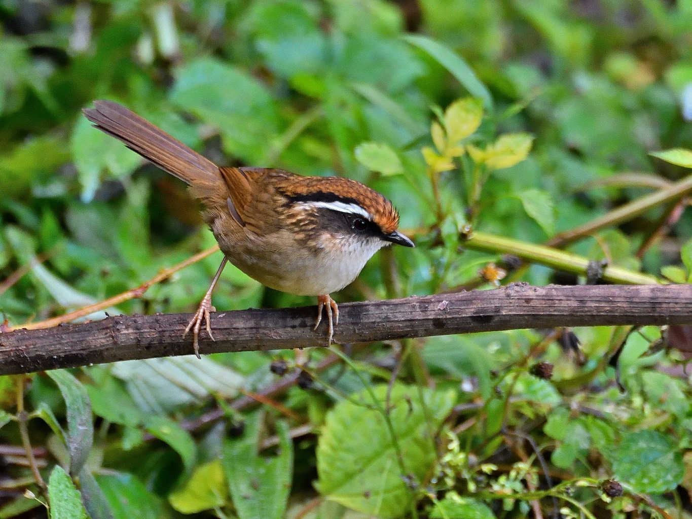 Rusty-capped Fulvetta 褐胁雀鹛.jpg