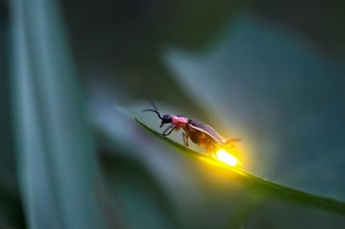 firefly-glowing.jpg