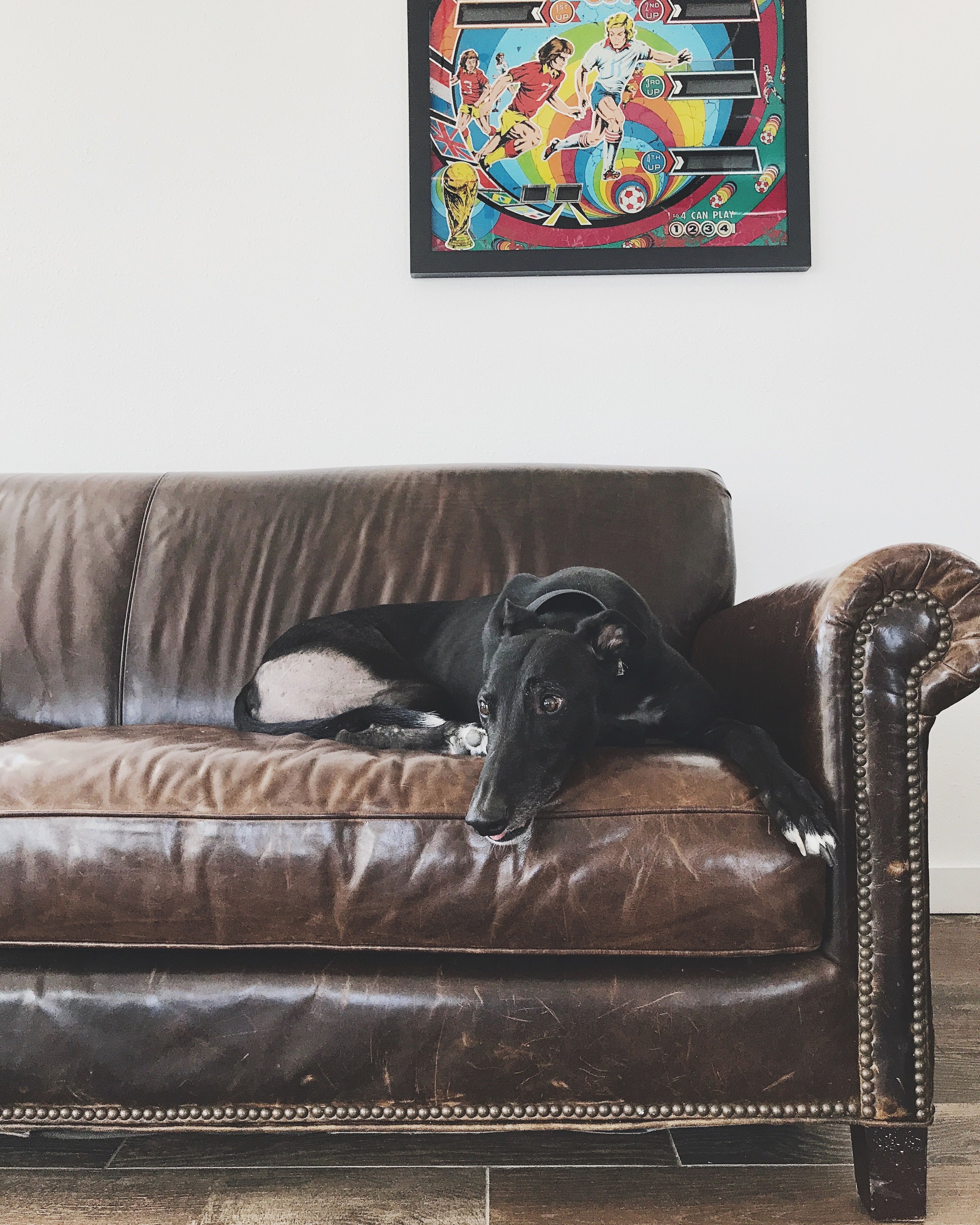 45mph Couch Potato Animal Photography Steemit